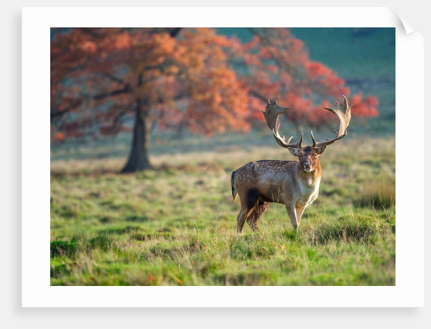 Stag in a field by Assaf Frank